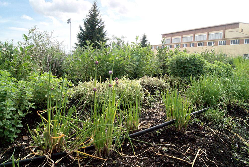 Chives, rosemary, and other herbs are incorporated into the school grounds