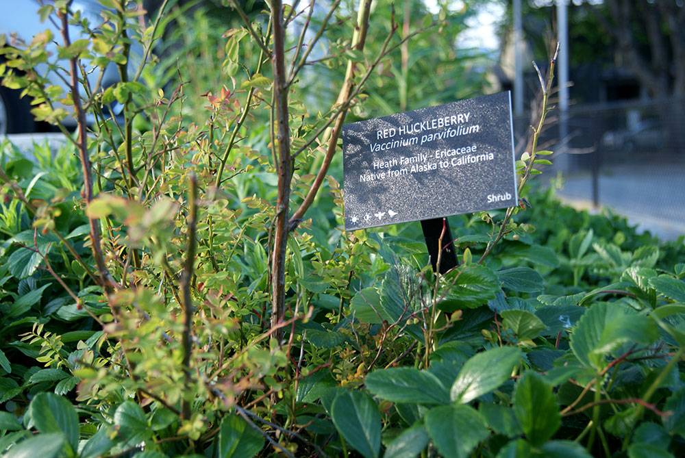 A native shrub with edible berries has educational signage