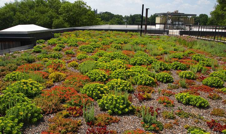 An attractive green roof covered with mounded plants