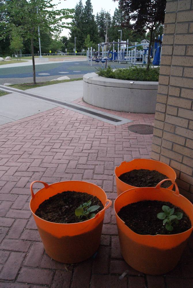 Bright orange bucket planters can be moved around