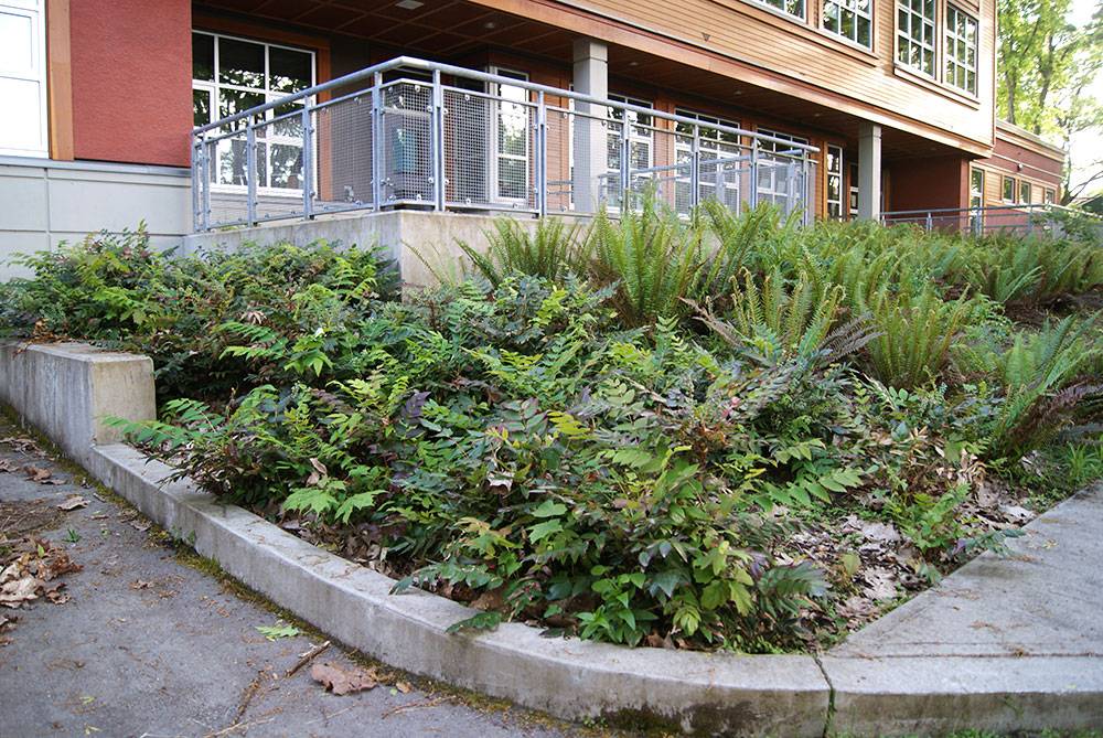 Native broadleaf evergreen shrubs and ferns thrive on the shady side of the school