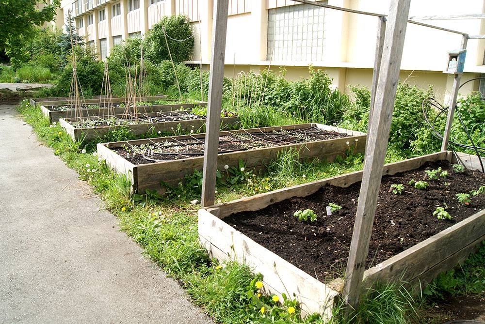 This schoolyard community garden has wood raised planters with irrigation hoses