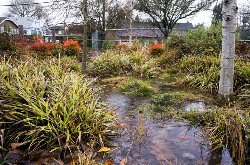 Water tolerant grasses in a rain garden
