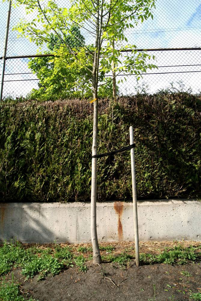 This hedge and tree create a visual and sound buffer from a busy street
