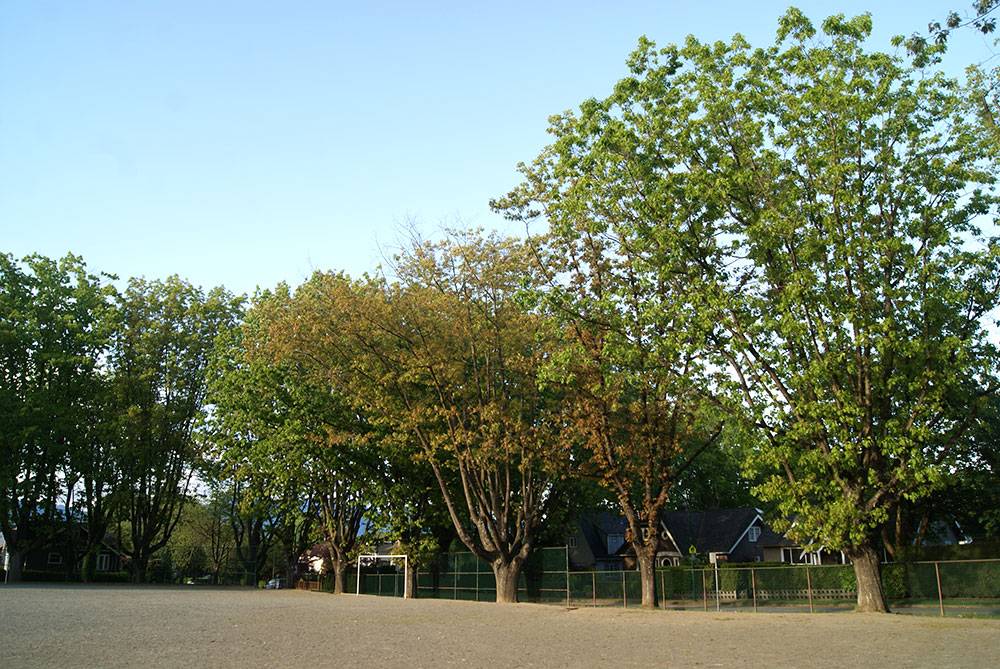 Large, mature trees enclose the play field