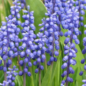 Grape Hyacinth: bunches of blue early spring blooms