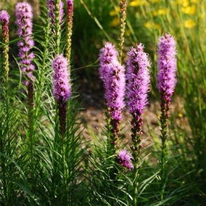 Blazing Star: tolerates compacted soils and poor drainage