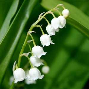 Lily-of-the-valley: poisonous, especially the leaves