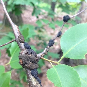 Black knot is contagious between trees in the rose family