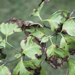 Some cultivars of dogwood are resistant to anthracnose