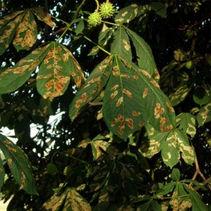 Leaf blotch is chestnut trees is unsightly but not fatal