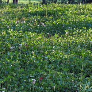 Clover lawn supports pollinators