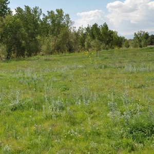 A dry meadow with native plants is low maintenance and supports local fauna