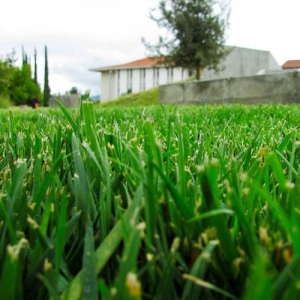 Tips of grass have been ripped and lost moisture from dull blades