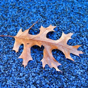 Leaves from nearby trees will find their way to any surface