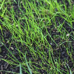 Establishing grass from seed is a great option for those with patience