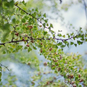 Ginkgo/Maidenhair Tree: resistant to drought