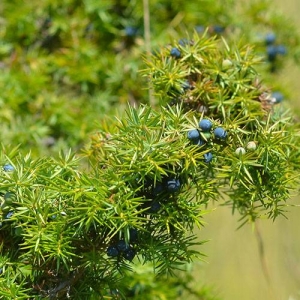Common Juniper: resistant to drought and extreme temperatures