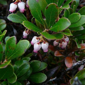 Bearberry/Kinnikinnick: evergreen groundcover that shields the soil