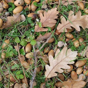 Oak Trees: can play with acorns