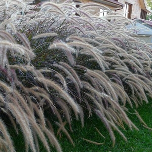 Tall Grasses: can play with leaves and plumes