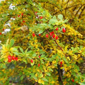 Japanese Barberry: dense foliage and thorns make a physical barrier