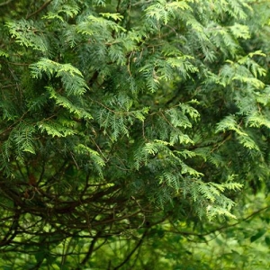 White Cedar: thick evergreen foliage creates a visual barrier and wind protection