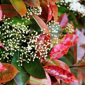 Photinia: wide, rubbery, evergreen leaves protect from wind and create privacy