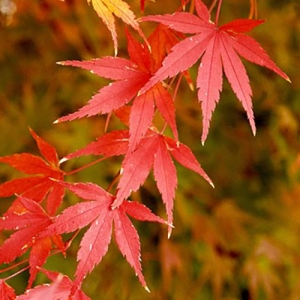 Japanese Maple: leaves can have many fall colours: yellow, bronze, purple, red