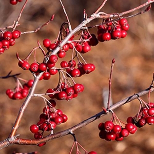 Red Chokeberry: bunches of bright red persistent berries