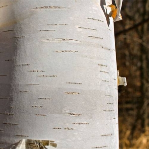 Paper Birch: bright white peeling bark