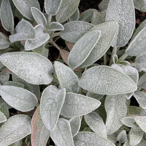 Lamb’s Ear: Fuzzy and soft to touch.