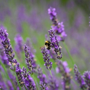 Lavender: pleasant and calming fragrance.