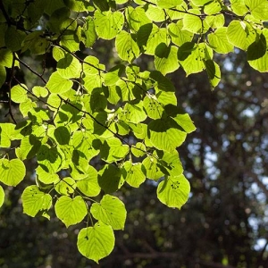 Small-leaved Linden: heart-shaped leaves with dense shade