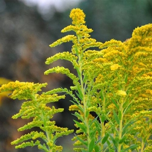 Goldenrod: tolerates urban pollution and road salt