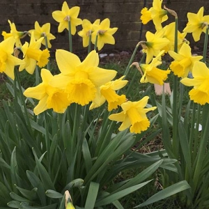 Daffodils: Don't worry, these are just an example of the many common plants that are mildly irritating to skin and eyes