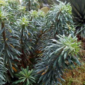 Euphorbia: poisonous; skin & eye irritant