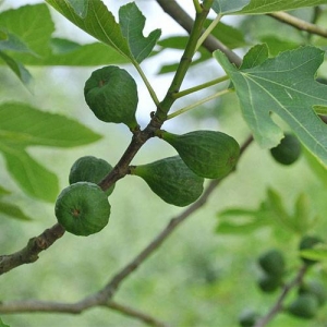 Fig: delicious fruit but sap and leaves are irritants