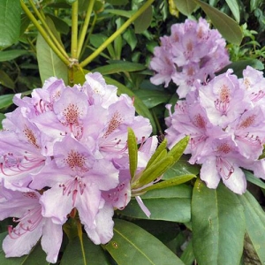 Rhododendron: the whole plant is poisonous