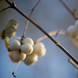 Snowberry: poisonous berries