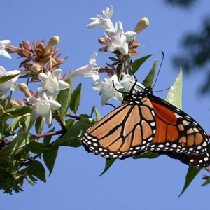 Abelia: flowers attract butterflies