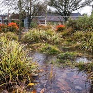A rain garden temporarily fills with water