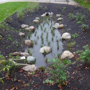Planted swale