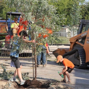 Planting a new tree in the asphalt